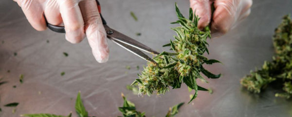 Cannabis